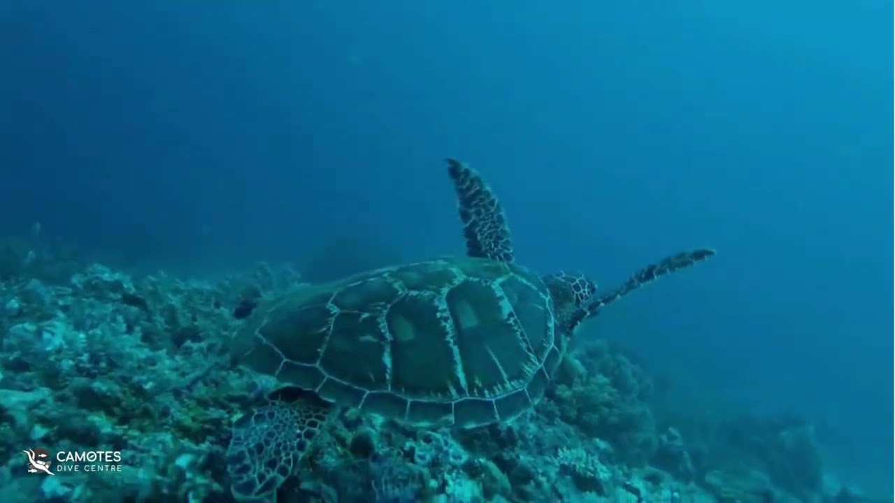 Camotes Dive Centre-1