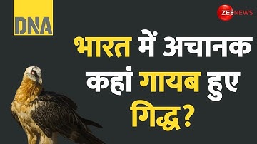 DNA: भारत में अचानक कहां गायब हुए गिद्ध? | Vulture Population In India | Hindi News | Latest News