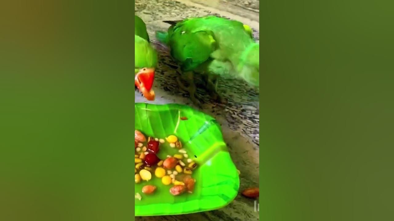 Green parrot best food for green parrot YouTube