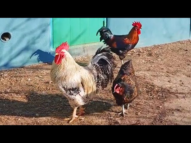 Real roosters meet fake rooster 