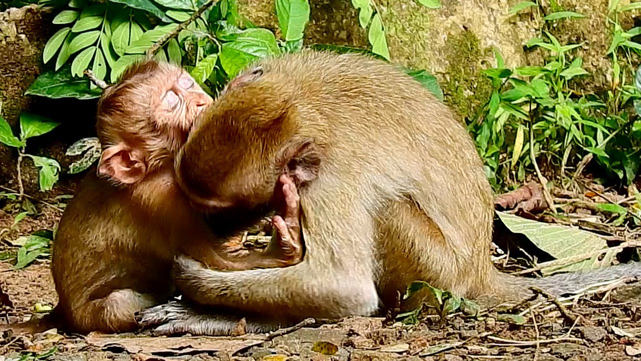 O-M-G! Rya take time to deep play with sister Angela and mke her not so happy
