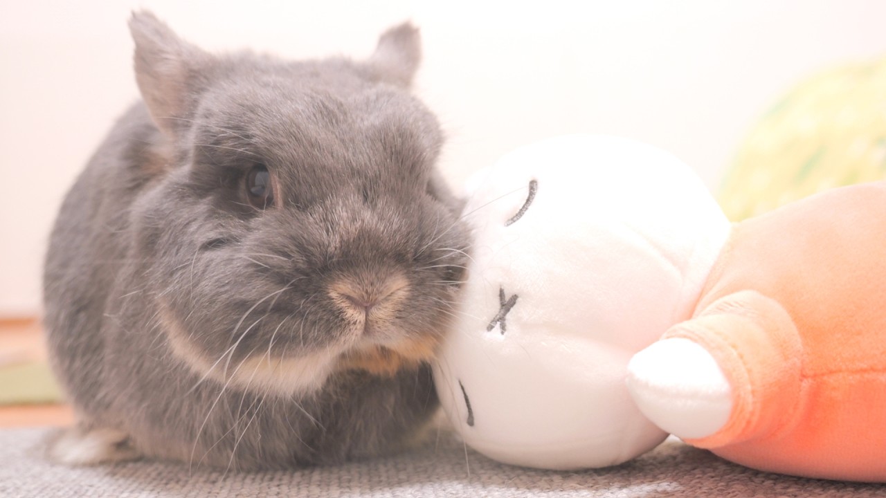 Mimi became inseparable from her plushie after spending the day