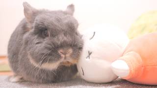Mimi became inseparable from her plushie after spending the day
