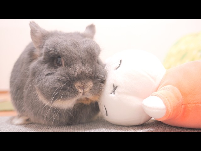 Mimi became inseparable from her plushie after spending the day