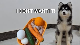 Dogs try carrots, cucumbers, oranges and watermelons! The taste of husky food