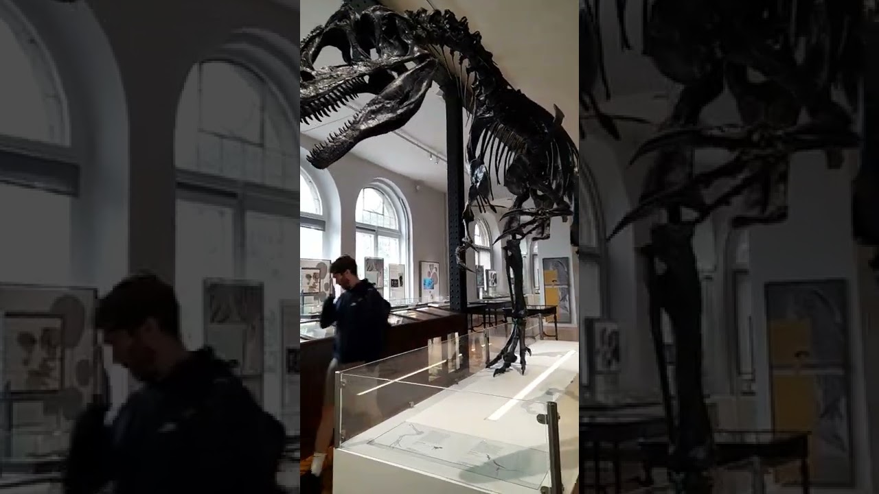 Lapworth Museum of Geology | Allosaurus bones