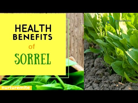 वीडियो: सोरेल: लाभ और Contraindications