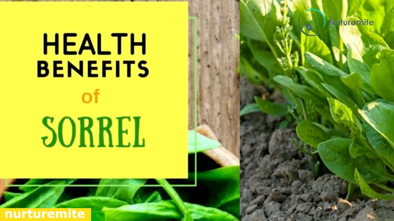 Amazing Health Benefits Of Sorrel Healthy Food Benefits And Side