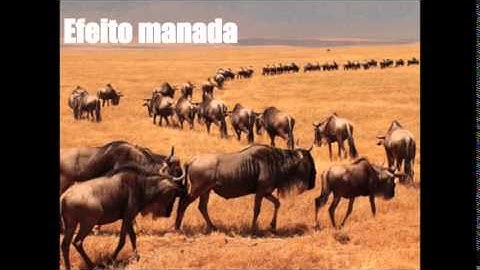 [CRIAR] Princípios 1 e 2