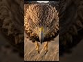 EL CAZADOR DEL CIELO