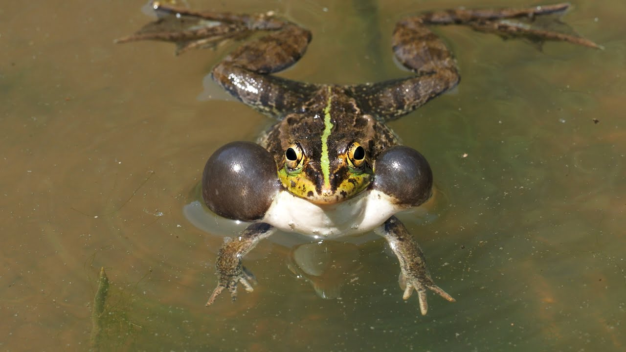 トウキョウダルマガエル - YouTube