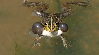 トウキョウダルマガエル｜2018年・春｜舞岡公園