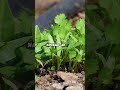 Cinnamon in the Garden? Here’s Why!