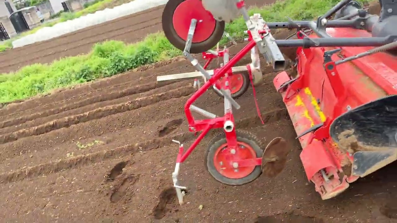 Using the tractor to lay mulch for the second batch of cucumbers