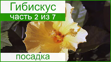 🌺 Посадка гибискуса садового – как и когда сажать гибискус