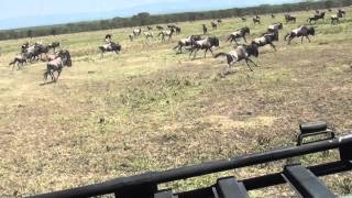 Out of this world,The big Migration in the Serengeti jeep driver charges the gnous  for  FUN