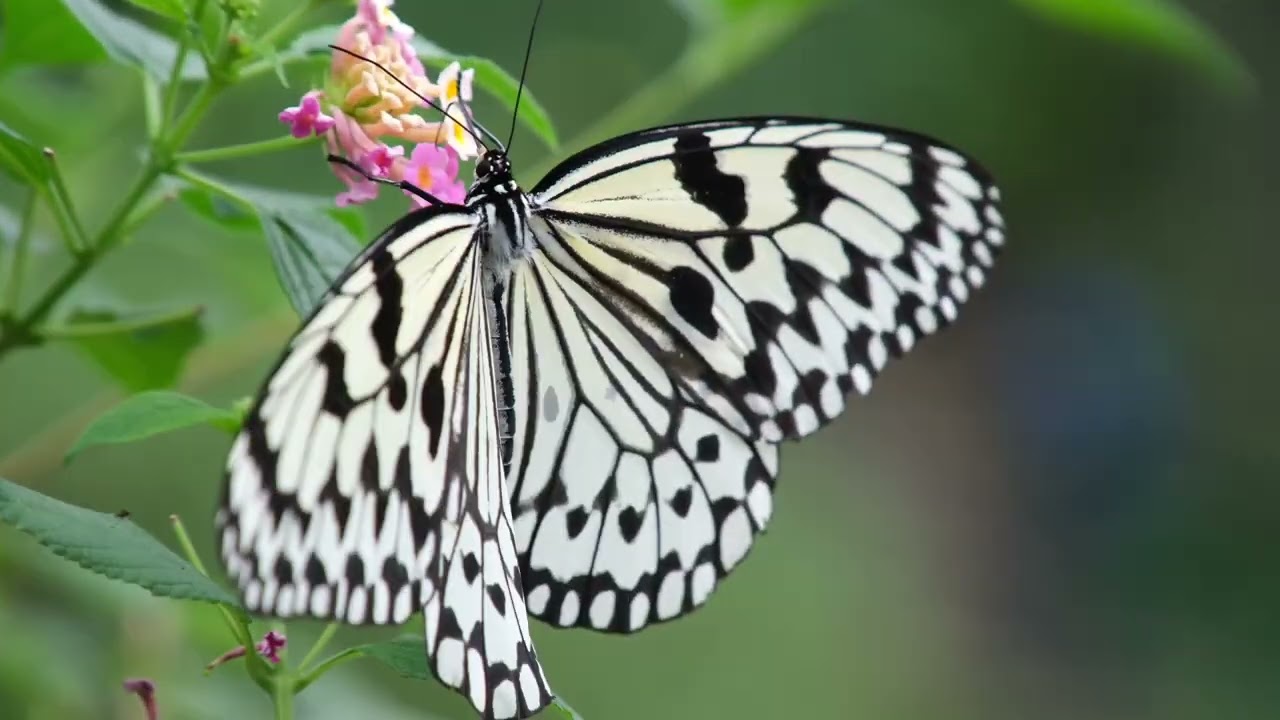 オオゴマダラ 1 - YouTube