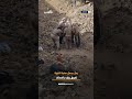 رجل يحمل صخرة كبيرة تفوق وزنه بأضعاف