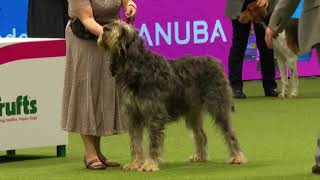 Best of Breed, Hound Group|OTTERHOUND|(2017-2022) by Dogs Dogs and More Dogs 179 views 5 months ago 3 minutes, 20 seconds