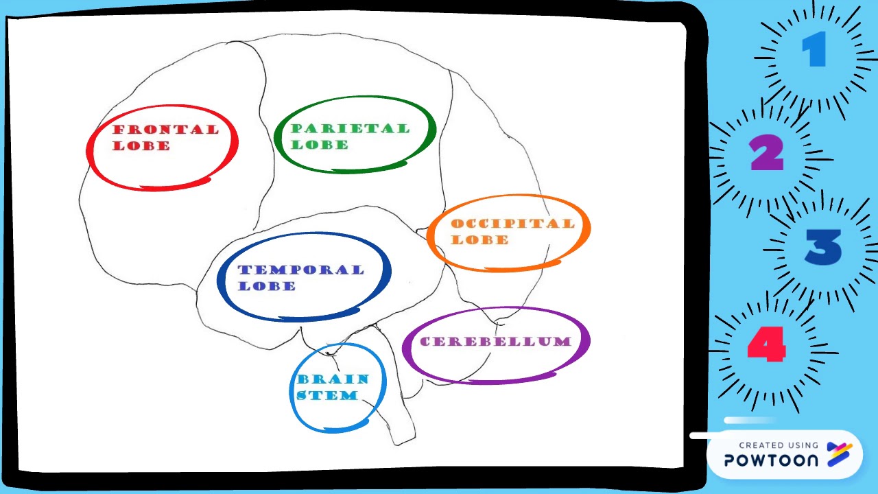 Trauma s Effects On The Brain YouTube trauma-s-effects-on-the-brain-youtube