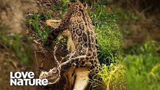 Jaguar Vs Caiman Croc To The Death Love Nature