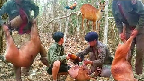 ต่อไก่ป่าเข้าตัวฟานไม่เคยเจอสุดยอดเลย qib qaib tuaj kauv