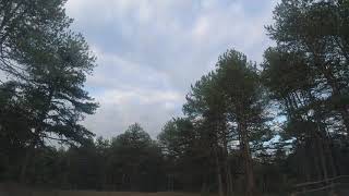 Cloud & Trees Time Lapse HD