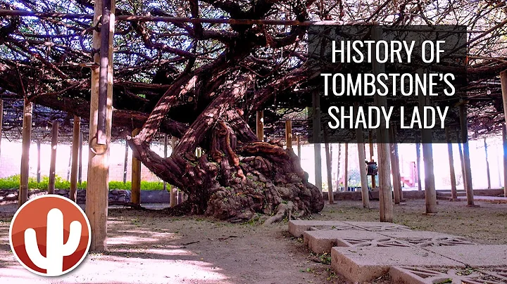 La Rosa Lady Banks di Tombstone | La storia dell'ALBERO DI ROSA più grande al mondo e piantagione di un taglio