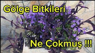 Gölge Seven Bahçe Bitkileri Bakın Ne Kadar Çok Resimi