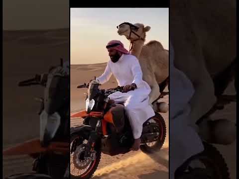 مستانس الجمل اكسبلور ضحك سوريا السعودية الامارات مصر    2  دبي