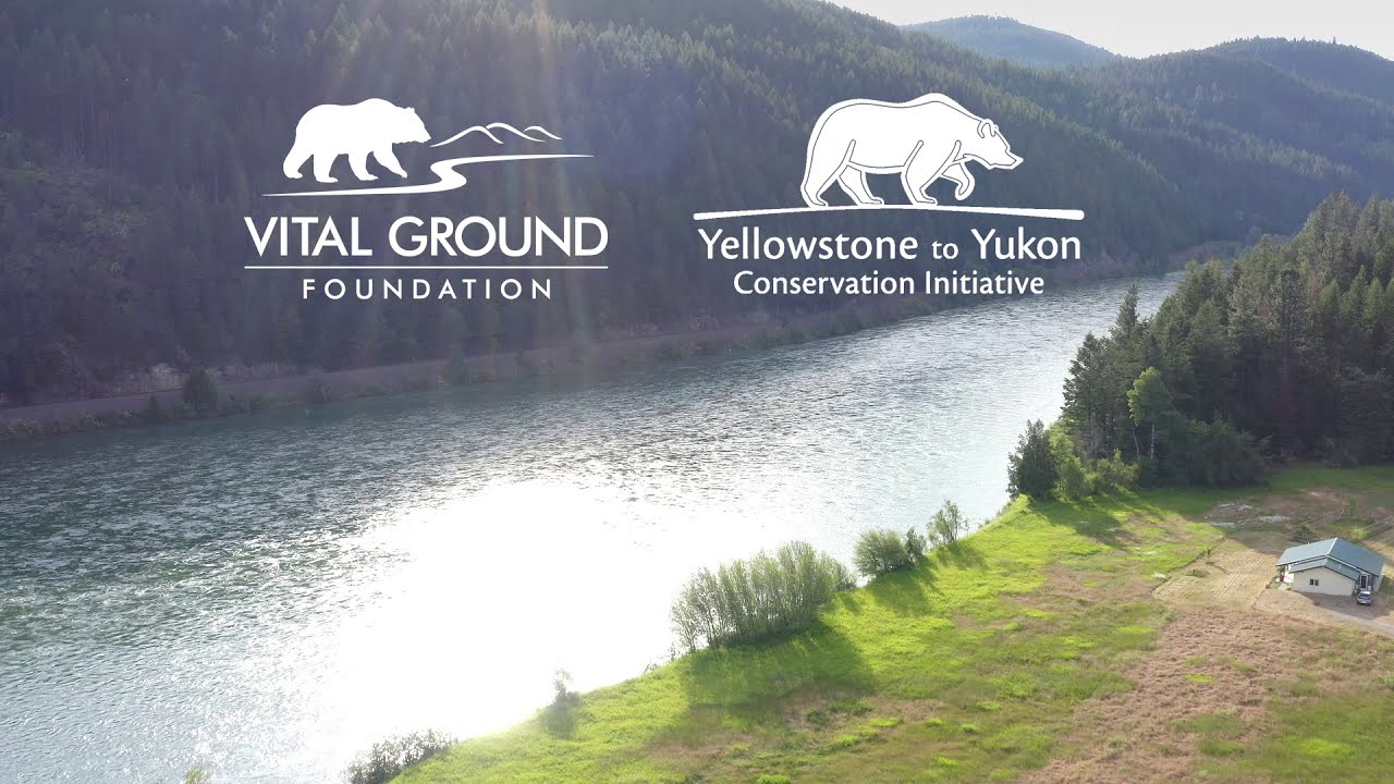 Protecting B.C.'s grizzly bears means protecting the wild places you know  and love - Yellowstone to Yukon Conservation Initiative