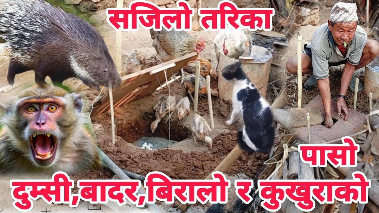 दुम्सी,बादर,बिरालो,कुखुरा, स्याल र खरायो इत्यादि को लागि पासो बनाउने सजिलो तरिका हेर्नू होला ।