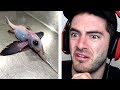 A REAL LIFE HUMMINGSHARK?