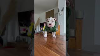 Maximum Puppy Chaos: Hearts, Shoes, and Hilarious Outfits! #PuppyLife #CuteDogs #PetComedy