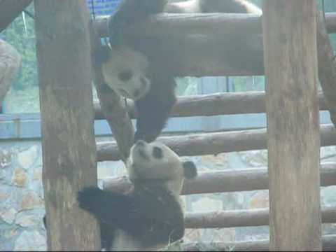 Fighting Pandas 熊猫打架掉下来