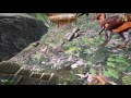 ARK Survival Of The Fittest Gameplay 1 ARK Survival Of The Fittest Gameplay 1