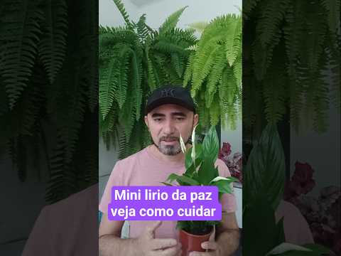 mini lirio da paz como cuidar