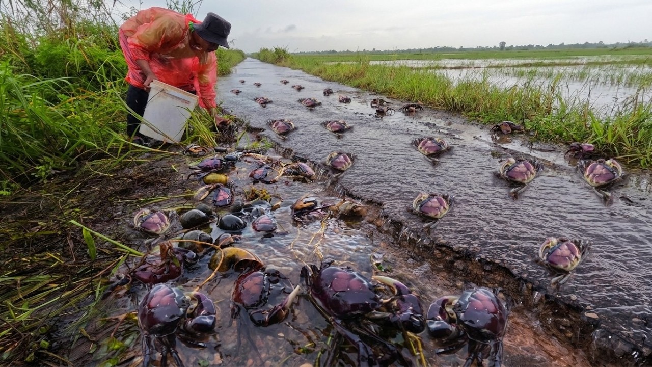 Incredible Catching Skills! Massive Crab Harvest in Flooded Canal