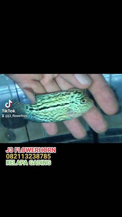 bahan ajib kamfa F2🇹🇭 size 11cm #louhanthailand #louhankamfa #fypシ゚viral #kingkamfa #hargatermurah