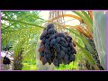 Modern dates palm organic farming  dates palm harvest technology   dates farm and processing