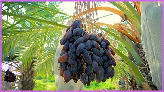Modern Dates Palm Organic Farming | Dates Palm Harvest Technology |  Dates Farm And Processing