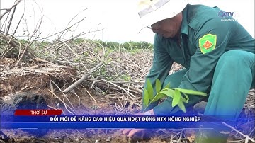 Đổi mới để nâng cao hiệu quả hoạt động HTX nông nghiệp | Truyền hình Quảng Trị