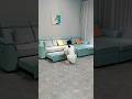 Deep Comfort🛋️#sofa #sofabed #home #furniture #livingroom #bed #foldablefurniture #multifunctional