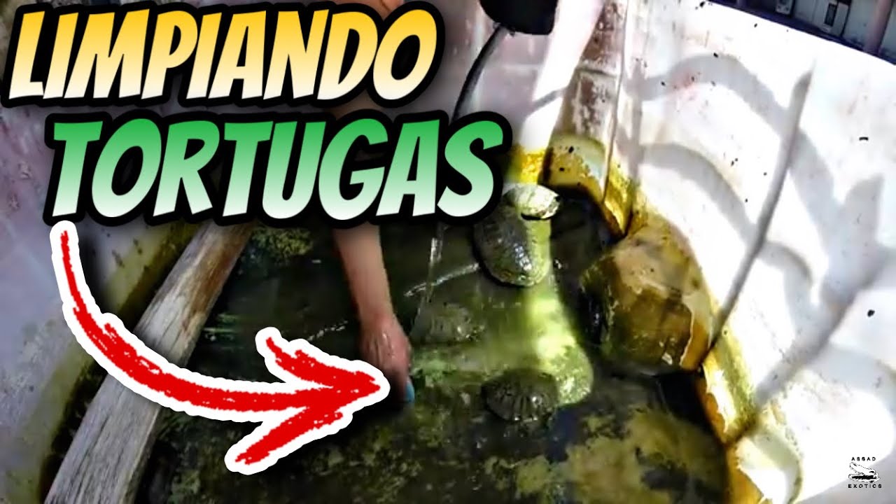 Esto es un Asco, Limpiando Tortugas Acuáticas - YouTube
