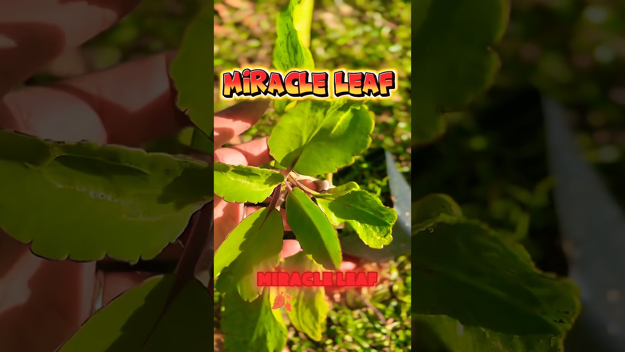🌿 Miracle Leaf = life, medicine & manifestation in one plant. 