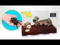 Come crescono le tarantole | La casa perfetta per un ragno
