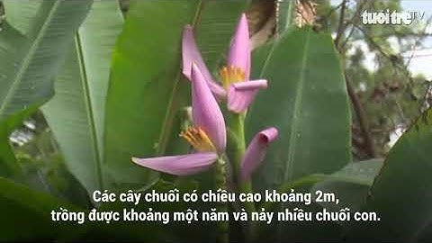 Độc, lạ cây chuối trổ buồng như hoa sen