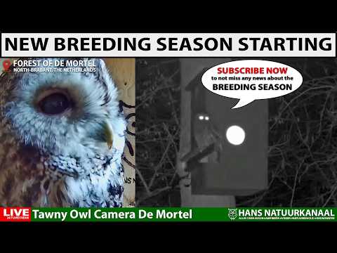 Tawny Owl Nest