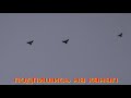 николаевские голуби Зачетные полеты