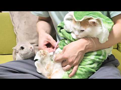 爪切りが怖くてたまらないうさぎさんに猫が爪切りしてるときの様子を見せると・・・